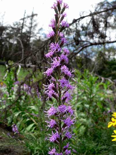 {Liatris microcephala}